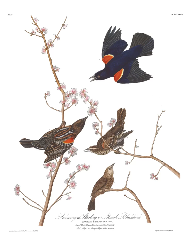 red-winged blackbird