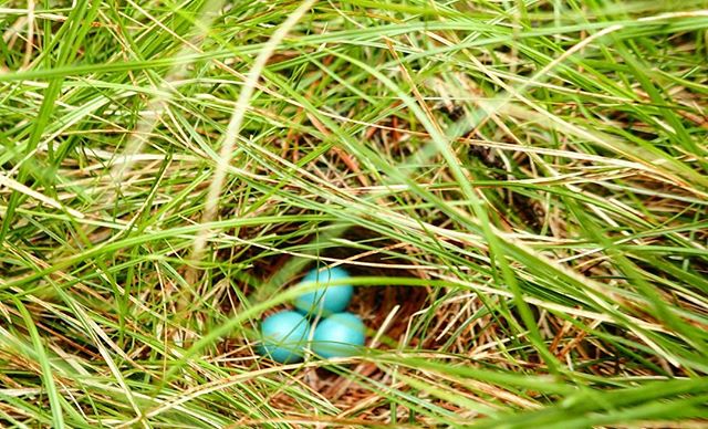 Eggs