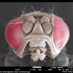 Colorized fly head