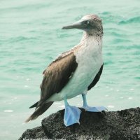 Bio s32 Blogs From the Galapagos Islands