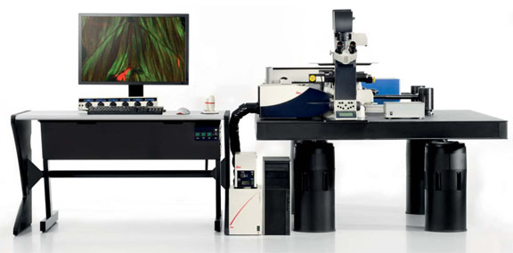 Bates Awarded $791,480 NSF – MRI Grant to Acquire a Confocal Microscope