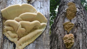 Northern tooth fungus