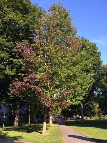 Acer platinoides ‘Schwedler maple’