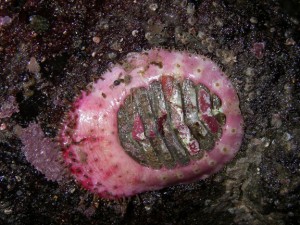  the veiled chiton Placiphorella velata 