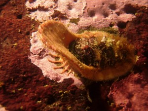 the veiled chiton Placiphorella velata 