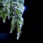 Plant of the Week – September 1-7, 2014 Plant of the Week – September 1-7, 2014