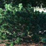 Get to Know Your Bates Trees Get to Know Your Bates Trees