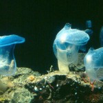 Marine Organism of the Week Marine Organism of the Week
