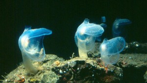 “Ghostfish” Megalodicopia hians