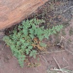 Plant of the Week – Sept 8-14 Plant of the Week – Sept 8-14