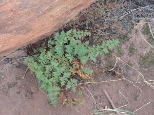 resurrection fern