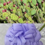 Plants of the Week Sept 22-28 Plants of the Week Sept 22-28