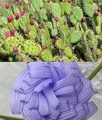 Plants of the Week Sept 22-28 Plants of the Week Sept 22-28