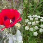 Plants of the Week Sept 29-Oct 5 Plants of the Week Sept 29-Oct 5