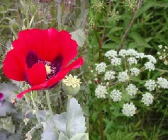 Plants of the Week Sept 29-Oct 5 Plants of the Week Sept 29-Oct 5