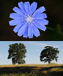 Plants of the Week Sept 15-21 Plants of the Week Sept 15-21