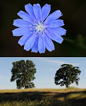 Plants of the Week Sept 15-21 Plants of the Week Sept 15-21