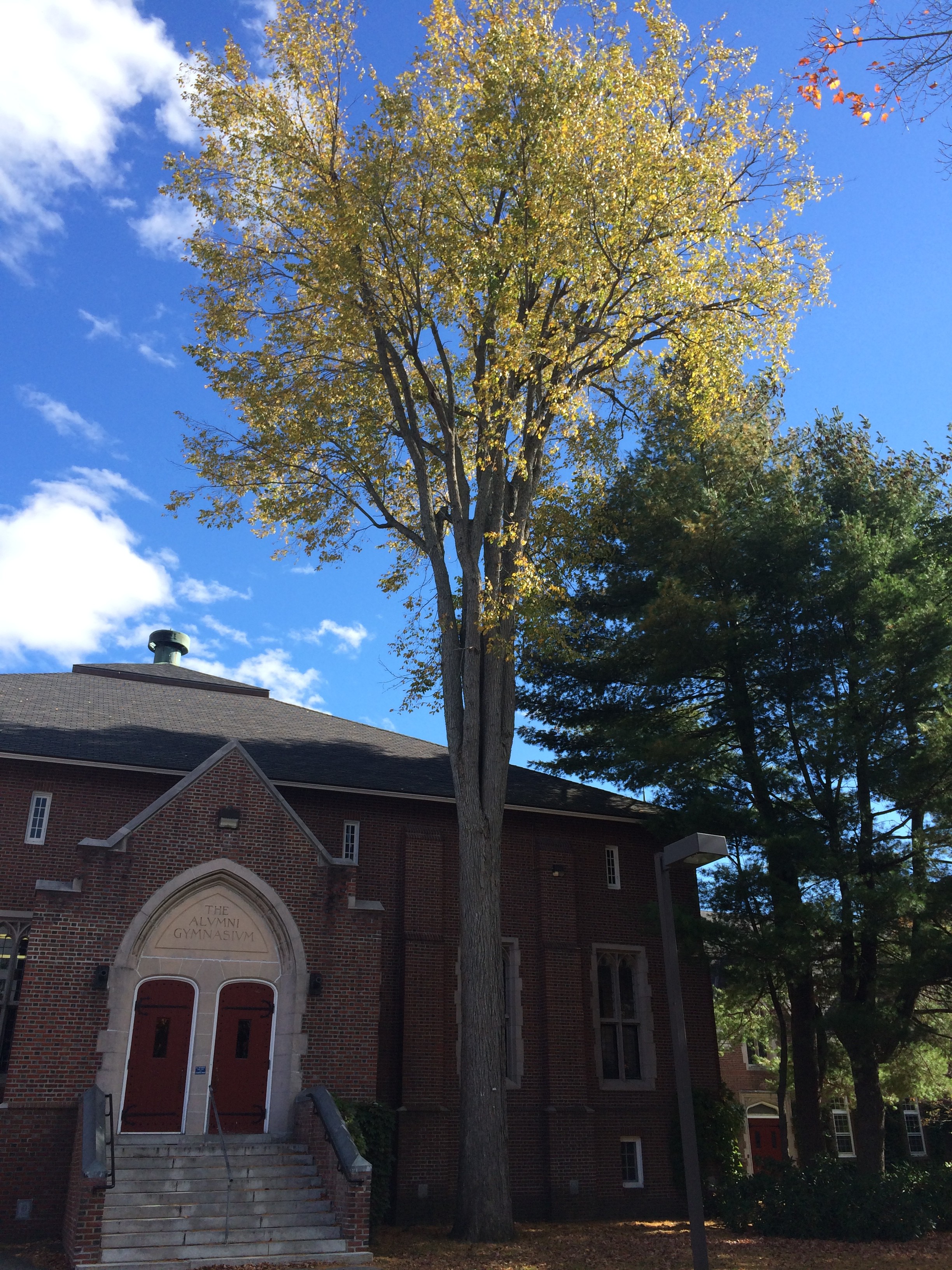 Get to Know Your Bates Trees Get to Know Your Bates Trees