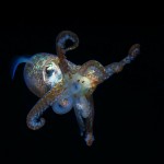 Hawaiian Bobtail Squid, Euprymna scolopes