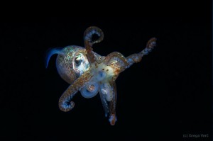 Hawaiian Bobtail Squid, Euprymna scolopes