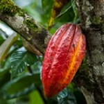 Plant of the Week Oct 27-Nov 2 Plant of the Week Oct 27-Nov 2