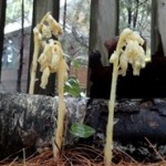 Plant of the Week Oct 13-19 Plant of the Week Oct 13-19
