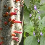 Plants of the Week Oct 6-12 Plants of the Week Oct 6-12