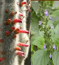 Plants of the Week Oct 6-12 Plants of the Week Oct 6-12