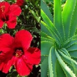 Plants of the Week Oct 20-26 Plants of the Week Oct 20-26