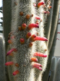 woolycactus1