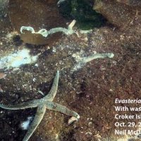 Marine Organism of the Week Marine Organism of the Week