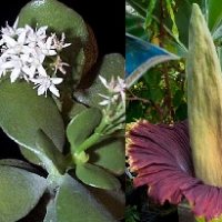 Plants of the Week Nov 3-9 Plants of the Week Nov 3-9