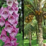 Plants of the Week Nov 10-16 Plants of the Week Nov 10-16