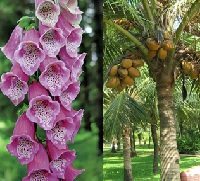 Plants of the Week Nov 10-16 Plants of the Week Nov 10-16