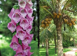 Plants of the Week Nov 10-16 Plants of the Week Nov 10-16