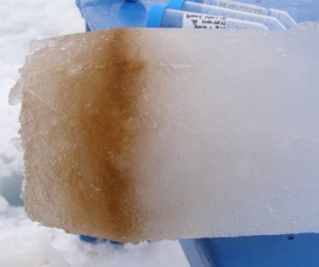 Diatoms growing on the bottom of sea ice in the Arctic. from http://blogs.jcvi.org/