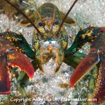Ocean Acidification Ocean Acidification
