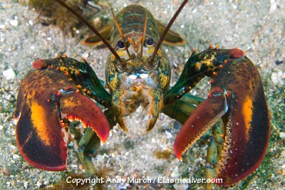 Larvae of American Lobsters will be negatively impacted by ocean acidification