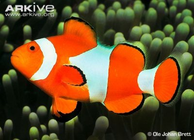 Clownfish were largely unaffected by acidification, even growing faster at high levels of carbon dioxide in the water.