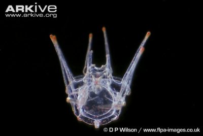 Sea urchin pluteus larvae bud more often under acidified conditions, but it is unclear what benefit this has.