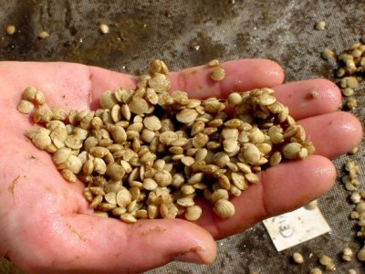 Juvenile clams in Maine. Photo from www.downeastinstitute.org