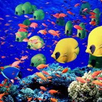 Global warming, turtles, and coral reef fish Global warming, turtles, and coral reef fish