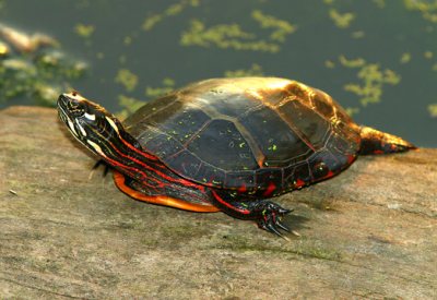 Painted Turtle