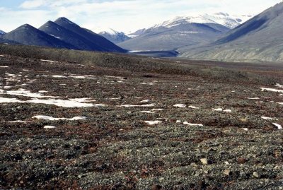 Climate change may affect the ability of tundra to serve as a carbon sink. Photo from www.bio.miami.edu