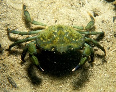 Green crabs have invaded both coasts of the US, from Europe. Photo from forums.pocketgems.com