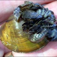 Invasive Zebra Mussels and Alligatorweed Invasive Zebra Mussels and Alligatorweed