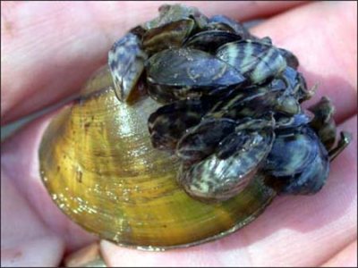 Zebra mussels growing on a large native clam. Photo from fws.gov.
