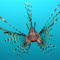 Invasive Crabs and Lionfish Invasive Crabs and Lionfish