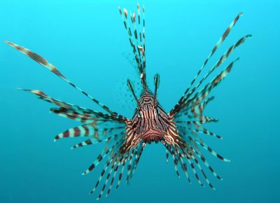 Lionfish were introduced from aquaria into the Atlantic Ocean in Florida in the 1980s, and have since become dominant in the southeastern US and Caribbean. Photo from en.wikipedia.org