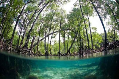 Mangroves in Papua New Guinea. Photo from blog.nature.org.